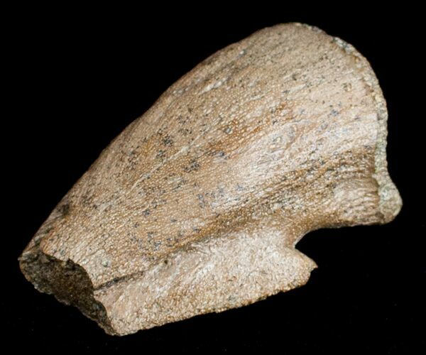 Pachycephalosaurus Foot Claw From Montana #3442